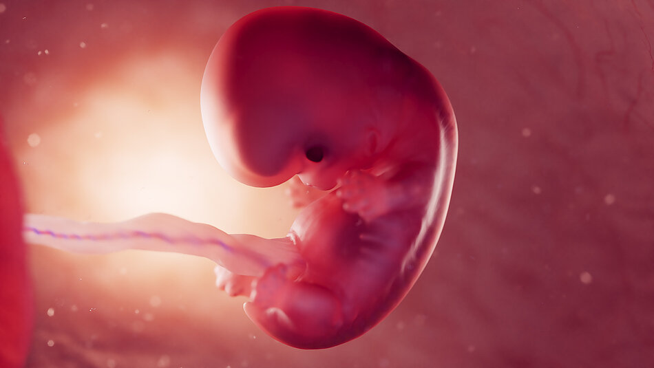 Foto eines Embryos