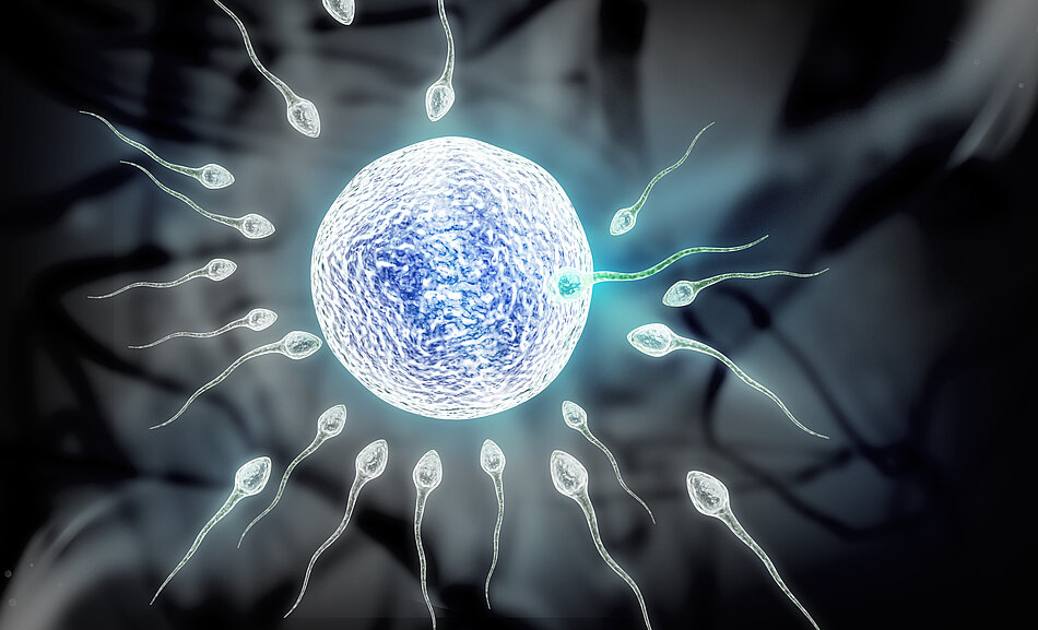 Spermien befruchten Eizelle